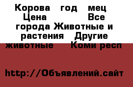 Корова 1 год 4 мец › Цена ­ 27 000 - Все города Животные и растения » Другие животные   . Коми респ.
